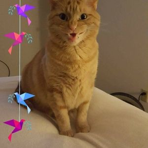 Meet your Posher, Amy